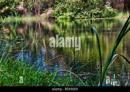 Fait un canard dans Studmaster splash dans lake Park Banque D'Images