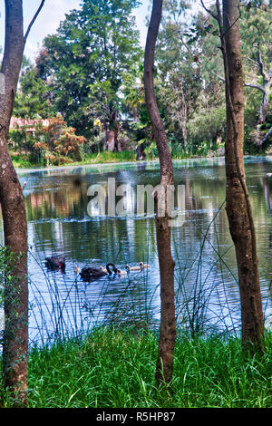 Black Swan famille dans Studmaster Park Banque D'Images