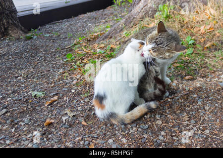 Chaton et sa mère dans la nature. l'amour. Banque D'Images