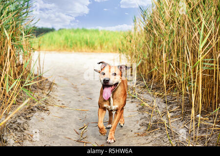 Red bull-terrier américain de mine Banque D'Images