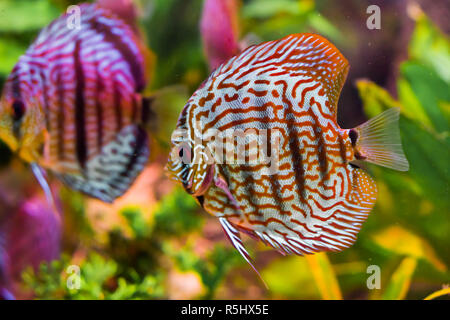 Funny rouge noir des poissons de disque en libre avec une autre piscine dans l'arrière-plan en donnant un effet miroir Banque D'Images