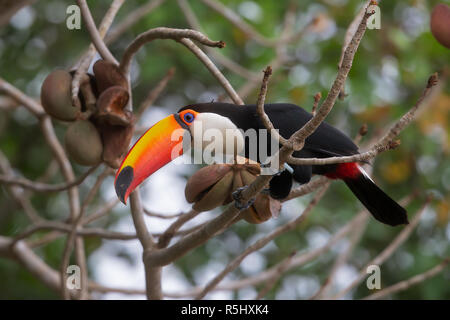 Toucan toco Banque D'Images