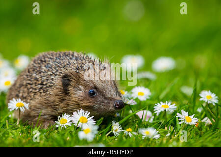 Hérisson, petit, mignon, hérisson indigènes et sauvages dans le jardin avec l'habitat naturel de l'herbe verte et blanche et de marguerites jaunes. Nom scientifique : Erinaceus Banque D'Images