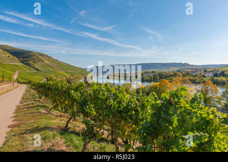 Paysage avec vignes le long de la Moselle et vallée près du village de Schweich, Rhénanie-Palatinat, Allemagne, Europe Banque D'Images