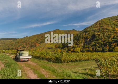 Pölich, paysage avec vignobles le long de la Moselle, en conduisant à la cave ayant récolté des raisins, Rhénanie-Palatinat, Allemagne, Europe Banque D'Images