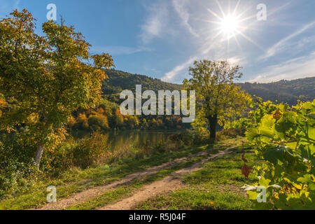 Biniali, paysage de vignes le long de la Moselle et la vallée près du village de Lannes, Rhineland-Palantine, Germany, Europe Banque D'Images