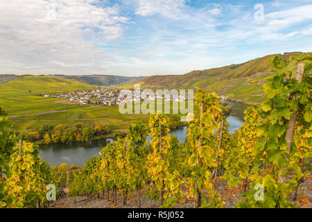 Pente de la Moselle à Leiwen, paysage avec vignobles le long de la Moselle et de la vallée. Rhénanie-Palatinat, Allemagne, Europe Banque D'Images