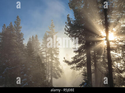 La lumière du soleil passer à travers un épais brouillard à la forêt nationale de Tahoe, en Californie, aux États-Unis, sur un début de matinée d'hiver. Banque D'Images