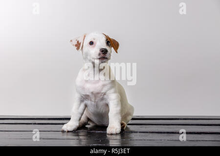 Seul mignon chien pug triste et s'asseoir sur des chaises. Spase copie Banque D'Images