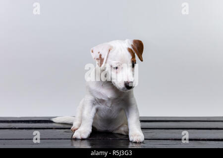 Seul mignon chien pug triste et s'asseoir sur des chaises. Spase copie Banque D'Images