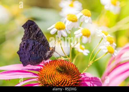Close-up of a Peacock Butterfly (Aglais io) qui siège sur un l'échinacée Banque D'Images