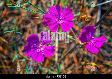 Dianthus oeillet rose campestris sur fond flou close-up Banque D'Images