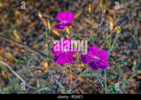 Dianthus oeillet rose campestris sur fond flou close-up Banque D'Images