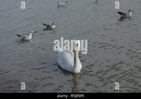 Cygnets magnifique sur la rive d'une station bulgare Banque D'Images