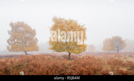 Un groupe d'arbres de bouleau jaune en automne couleur parmi les fougères sur un matin brumeux. Banque D'Images