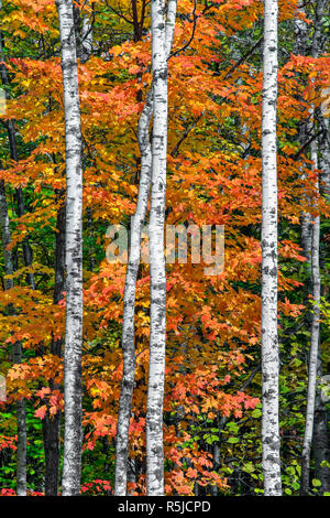 Feuillage automne coloré est ponctué par le bouleau blanc brillant sur le tronc des arbres dans les forêts du nord du Wisconsin. Banque D'Images