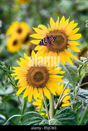 Un colibri à gorge rubis visite une grande fleur rouge de cana avec des tournesols vivaces en arrière-plan. Banque D'Images