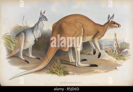 Osphranter Rufus. Gould Nom commun : grand kangourou rouge Nom commun moderne : kangourou rouge, bleu & Kangourou Plaines-flier (femelle). . Les mammifères marins de l'Australie. Londres, 1845-63. Source : 462*.e.4, vol.II, planche 6. Auteur : Gould, John. Banque D'Images