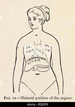 'Position naturelle des organes". Un schéma simple de certains organes internes d'une femme ; dans un chapitre sur une posture correcte. . L'art de la beauté ... Avec de nombreuses illustrations par l'auteur. Deuxième édition. Londres : La Martiniere, 1883. Source : 1608/5406 page 50 figure 11. Auteur : Haweis, Mary Eliza. Banque D'Images