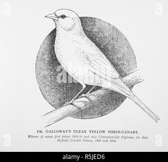 M. Galloway est clair siskin jaune-hôtellerie. Les canaris, les hybrides et les oiseaux dans la cage et volière. Londres : Cassell & Co., 1910-1911. Source : 7258.h.13 page 35. Auteur : Lewer, Sidney Hubert. Lydon, A. F. Banque D'Images