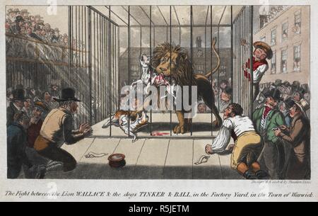 "La lutte entre le lion Wallace & les chiens Tinker et Ball, dans la cour d'usine dans la ville de Warwick'. . P. E., Anecdotes de la tourbe, la chasse, l'anneau, et la scène ... orné de treize plaques de couleur, conçu à partir de la nature, et gravé par T. Lane. Londres, 1827. Source : C.71.f.7 en face de la page 101. Auteur : Egan, PIERCE. Banque D'Images