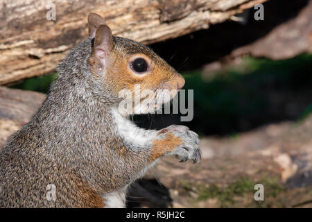 Très proche d'un profil demi-longueur portrait d'un écureuil gris. C'est regardant intensément à la droite. Banque D'Images