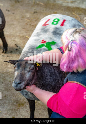 Worcester, Royaume-Uni. 1er décembre 2018. Les brebis avec les décorations saisonnières au Texel femelle bleu dans l'agneau et des ventes au marché de bétail de Worcester. Crédit : John Eveson/Alamy Live News Banque D'Images