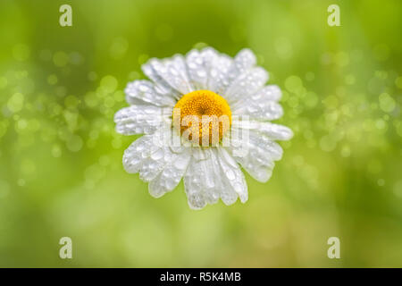 Marguerite - gouttes d'eau - bokeh Banque D'Images