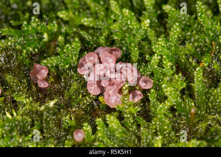 Jellydisc champignon violet, Ascocoryne sarcoïdes, de plus en plus parmi la mousse sur un arbre tombé dans les forêts d'Amérique du Dorset England UK GO Banque D'Images