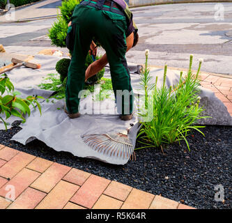 Un jardinier coupe un thuja ou le buis en forme. Banque D'Images