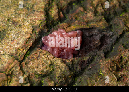 Jellydisc champignon violet, Ascocoryne sarcoïdes, poussant sur un arbre tombé dans les forêts d'Amérique du Dorset England UK GO Banque D'Images