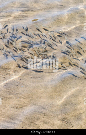 Banc de poissons en eau peu profonde. Troupeau d'alevins en eau peu profonde. Arrière-plan de la nature. L'ombre de ménés natation en eau peu profonde avec des vagues. ve Banque D'Images