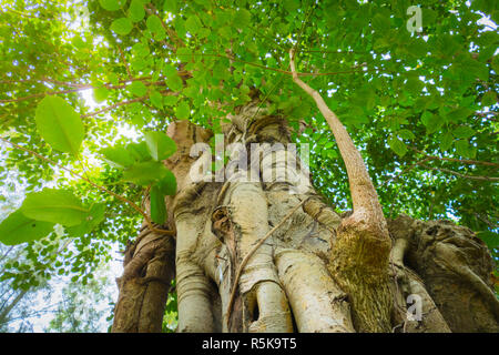 En vertu de gree tree canopy au cours de l'automne Banque D'Images