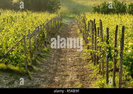 Une route de terre coupant à travers les rangées de vignes dans un vignoble Banque D'Images