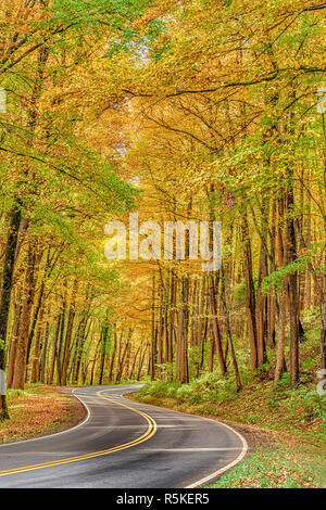 Shot verticale d'une route sinueuse à travers le feuillage d'Automne doré dans les Great Smoky Mountains National Park. Banque D'Images