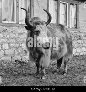 Yak debout devant un petit hôtel, en scène, Népal Gokyo. Banque D'Images