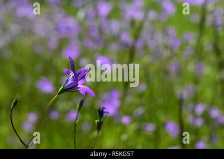 Campellula campanula patula meadow Banque D'Images