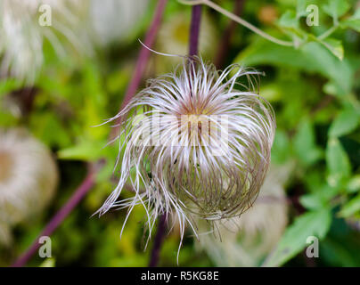 Volets de la spirale d'une Alpine Pasqueflower Seedhead Banque D'Images