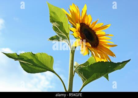 Tournesol (helianthus annuus) à rétro-éclairage Banque D'Images