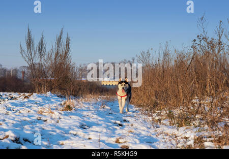 Husky Sibérien se dresse au milieu de terrain. Chien marche dans le parc en hiver. Banque D'Images