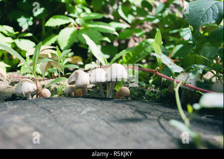 Bois-détruisant les champignons, dans leku sur une souche, sur un fond de feuillage vert. Close-up Banque D'Images