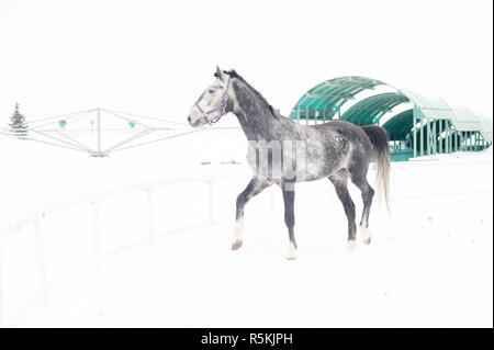 Pur-sang andalou cheval gris en hiver domaine en mouvement sur l'arrière-plan de l'image horizontale multicolore de pépinière à l'extérieur. Banque D'Images