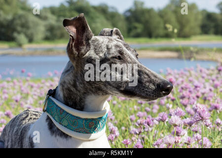 Whippet gris-blanc sur la rive du fleuve Banque D'Images