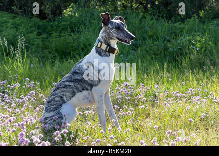 Whippet gris-blanc est assis sur le pré Banque D'Images