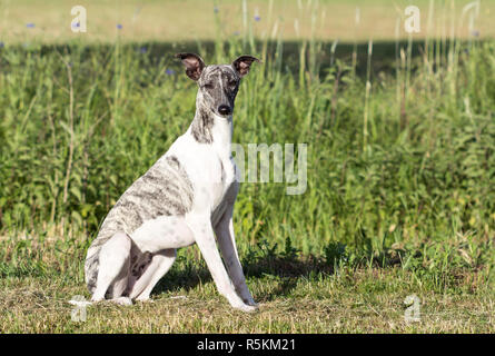 Whippet gris-blanc est assis sur le pré Banque D'Images