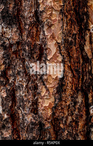 L'écorce des arbres de pin ponderosa close up dans le désert Banque D'Images