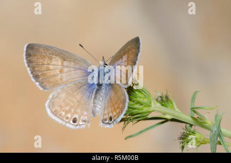 Bleu Marine, Leptotes marina, femme Banque D'Images