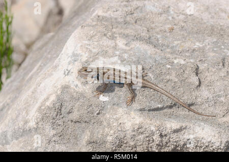 Clôture du plateau, Sceloprus tristichus Lézard Banque D'Images