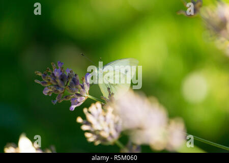 Close-up d'un beau blanc (Buttefly papillon blanc du chou) qui siège sur un plant de lavande. Banque D'Images