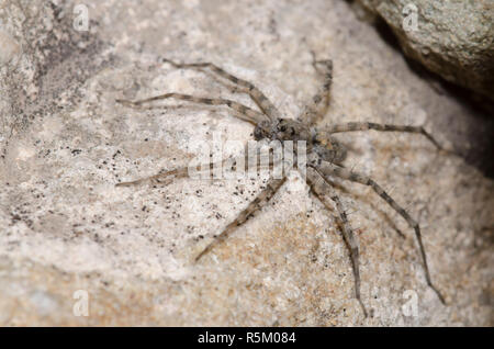 Thinlegged Wolf Spider, Pardosa sp., homme Banque D'Images